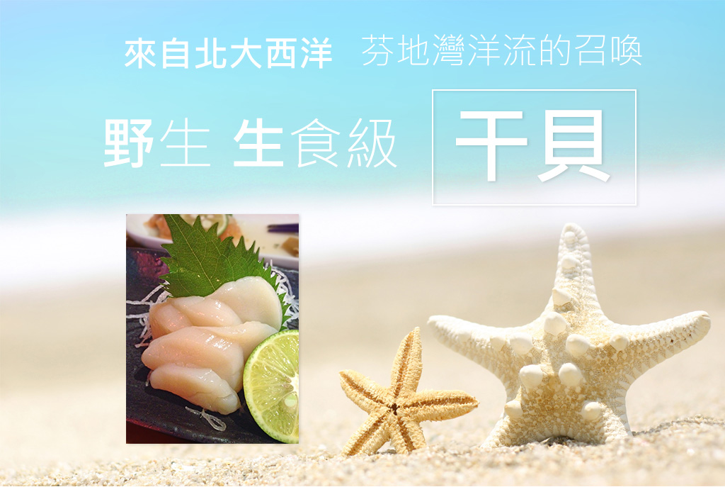 加拿大野生干貝介紹